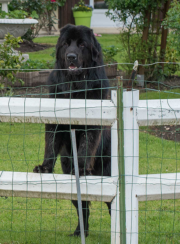 Normandie 05 - 2016_KA79924-1 Kopie.jpg - Am anderen Morgen noch ein Spaziergang zur Seine. Dabei begegnetetn wir diesem riesen Kalb, der uns mit seinem lauten Organ ziemlich erschrocken hat